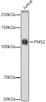 Western blot analysis of lysates from Jurkat cells, using [KO Validated] PMS2 Rabbit mAb (A22350) at  1:1000 dilution.|Secondary antibody: HRP-conjugated Goat anti-Rabbit IgG (H+L) (AS014) at 1:10000 dilution.|Lysates/proteins: 25μg per lane.|Blocking buffer: 3% nonfat dry milk in TBST.|Detection: ECL Basic Kit (RM00020).|Exposure time: 10s.
