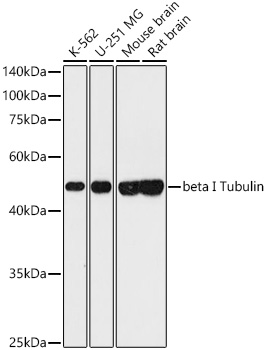 Western blot analysis of various lysates using Tubulin beta-1 chain Rabbit mAb (A19805) at 1:1000 dilution incubated overnight at 4℃.|Secondary antibody: HRP-conjugated Goat anti-Rabbit IgG (H+L) (AS014) at 1:10000 dilution.|Lysates/proteins: 25 μg per lane.|Blocking buffer: 3% nonfat dry milk in TBST.|Detection: ECL Basic Kit (RM00020).|Exposure time: 90 s.