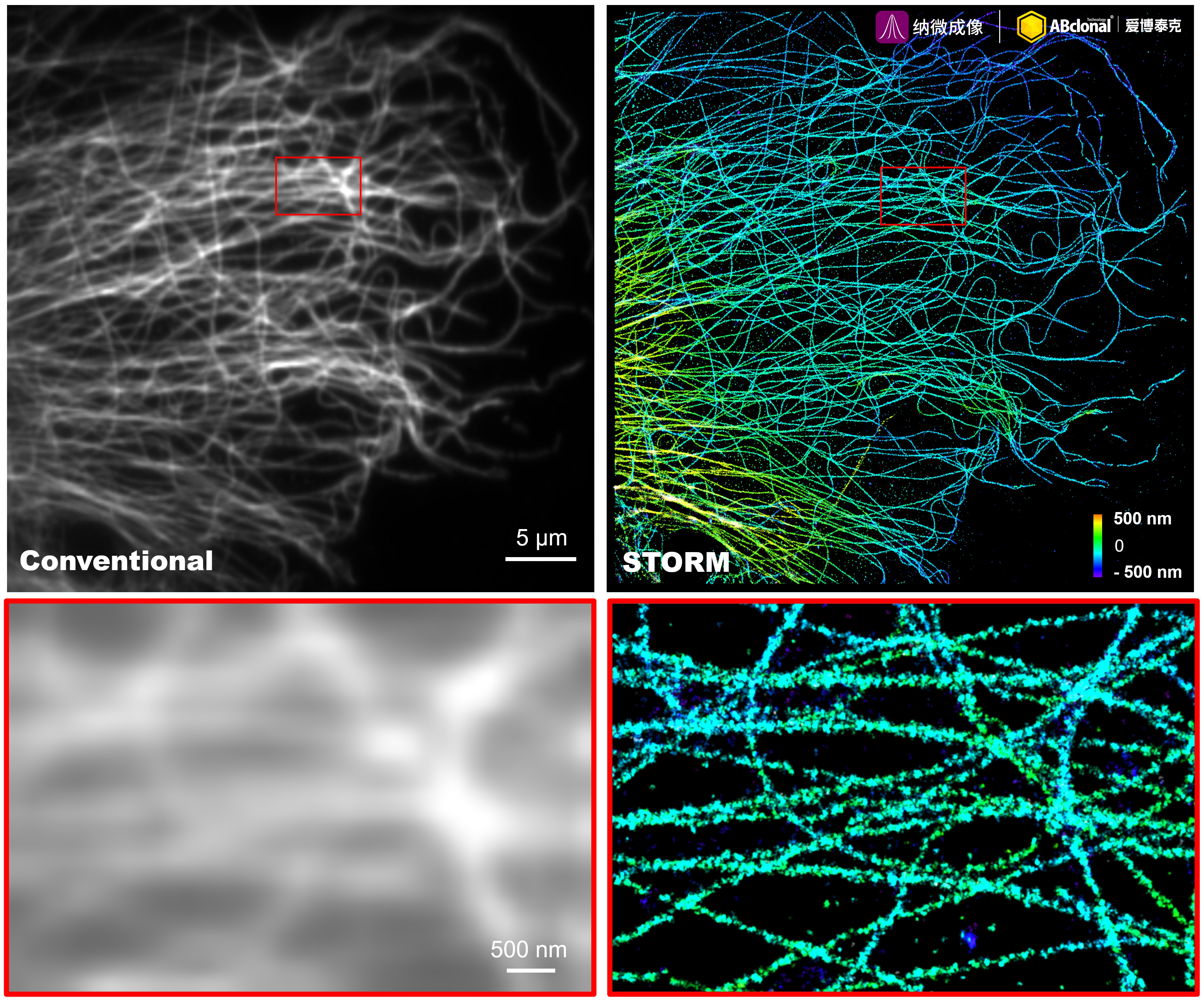 The STORM super-resolution (SR) imaging of COS7 cells using α-Tubulin Rabbit mAb at dilution of 1:50 with 3% paraformaldehyde (PFA) +0.1% glutaraldehyde (GA) fixation. The immunostaining was performed by Full Automatic Immunofluorescence Workflow System (Workflow Ultra300, Nano-Micro imaging, China). Image was performed with Single-Molecule Localization Super-Resolution Microscopy (STORM Ultra300, Nano-Micro imaging, China). We acknowledge Nano-Micro imaging Biotechnology Co., Ltd. (宁波纳微成像生物科技有限公司) in SR image processing and kindly providing this image.