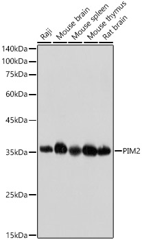 Western blot analysis of various lysates, using PIM2 Rabbit mAb at 1:1000 dilution.|Secondary antibody: HRP-conjugated Goat anti-Rabbit IgG (H+L) at 1:10000 dilution.|Lysates/proteins: 25μg per lane.|Blocking buffer: 3% nonfat dry milk in TBST.|Detection: ECL Basic Kit.|Exposure time: 5s.