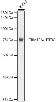 Western blot analysis lysates from  K-562 cells using TRMT2A/HTF9C Rabbit mAb (A0136) at 1:1000 dilution incubated overnight at 4°C|Secondary antibody: HRP-conjugated Goat anti-Rabbit IgG (H+L) (AS014) at 1:10000 dilution.|Lysates/proteins: 25 μg per lane.|Blocking buffer: 3% nonfat dry milk in TBST.|Detection: ECL Basic Kit (RM00020).|Exposure time: 1 s.