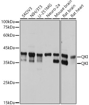 Western blot analysis of various lysates using QKI Rabbit mAb at 1:1000 dilution.|Secondary antibody: HRP-conjugated Goat anti-Rabbit IgG (H+L) at 1:10000 dilution.|Lysates/proteins: 25μg per lane.|Blocking buffer: 3% nonfat dry milk in TBST.|Detection: ECL Basic Kit.|Exposure time: 1s.