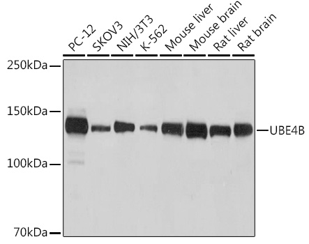 Western blot analysis of various lysates using UBE4B Rabbit mAb (A0419) at 1:1000 dilution.|Secondary antibody: HRP-conjugated Goat anti-Rabbit IgG (H+L) (AS014) at 1:10000 dilution.|Lysates/proteins: 25μg per lane.|Blocking buffer: 3% nonfat dry milk in TBST.|Detection: ECL Basic Kit (RM00020).|Exposure time: 60s.