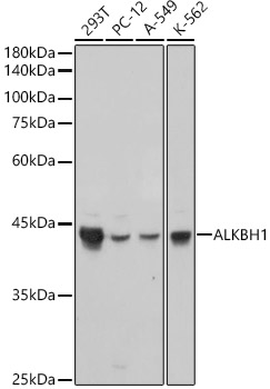 Western blot analysis of various lysates, using ALKBH1 Rabbit mAb (A9221) at 1:1000 dilution.|Secondary antibody: HRP-conjugated Goat anti-Rabbit IgG (H+L) (AS014) at 1:10000 dilution.|Lysates/proteins: 25μg per lane.|Blocking buffer: 3% nonfat dry milk in TBST.|Detection: ECL Basic Kit (RM00020).|Exposure time: 1s.