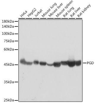 Western blot analysis of various lysates using PGD Rabbit mAb at 1:1000 dilution.|Secondary antibody: HRP-conjugated Goat anti-Rabbit IgG (H+L) at 1:10000 dilution.|Lysates/proteins: 25μg per lane.|Blocking buffer: 3% nonfat dry milk in TBST.|Detection: ECL Basic Kit.|Exposure time: 5s.