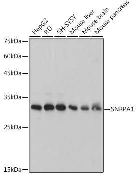 Western blot analysis of various lysates, using SNRPA1 Rabbit mAb at 1:1000 dilution.|Secondary antibody: HRP-conjugated Goat anti-Rabbit IgG (H+L) at 1:10000 dilution.|Lysates/proteins: 25μg per lane.|Blocking buffer: 3% nonfat dry milk in TBST.|Detection: ECL Basic Kit.|Exposure time: 3s.