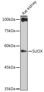 Western blot analysis of lysates from Rat kidney, using SUOX Rabbit mAb at 1:1000 dilution.|Secondary antibody: HRP-conjugated Goat anti-Rabbit IgG (H+L) at 1:10000 dilution.|Lysates/proteins: 25μg per lane.|Blocking buffer: 3% nonfat dry milk in TBST.|Detection: ECL Basic Kit.|Exposure time: 30s.