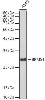 Western blot analysis of lysates from A549 cells, using BRMS1 Rabbit mAb at 1:1000 dilution.|Secondary antibody: HRP-conjugated Goat anti-Rabbit IgG (H+L) at 1:10000 dilution.|Lysates/proteins: 25μg per lane.|Blocking buffer: 3% nonfat dry milk in TBST.|Detection: ECL Basic Kit.|Exposure time: 30s.
