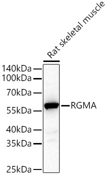 Western blot analysis of lysates from Rat skeletal muscle using RGMA Rabbit mAb at 1:1000 dilution incubated overnight at 4℃.|Secondary antibody: HRP-conjugated Goat anti-Rabbit IgG (H+L) at 1:10000 dilution.|Lysates/proteins: 25 μg per lane.|Blocking buffer: 3% nonfat dry milk in TBST.|Detection: ECL Basic Kit.|Exposure time: 45 s.