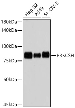 Western blot analysis of various lysates using PRKCSH Rabbit mAb at 1:1000 dilution.|Secondary antibody: HRP-conjugated Goat anti-Rabbit IgG (H+L) at 1:10000 dilution.|Lysates/proteins: 25μg per lane.|Blocking buffer: 3% nonfat dry milk in TBST.|Detection: ECL Basic Kit.|Exposure time: 5s.