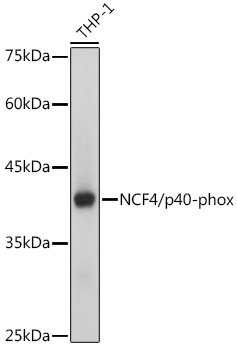 Western blot analysis of lysates from THP-1 cells, using NCF4/p40-phox Rabbit mAb at 1:1000 dilution.|Secondary antibody: HRP-conjugated Goat anti-Rabbit IgG (H+L) at 1:10000 dilution.|Lysates/proteins: 25μg per lane.|Blocking buffer: 3% nonfat dry milk in TBST.|Detection: ECL Basic Kit.|Exposure time: 1s.