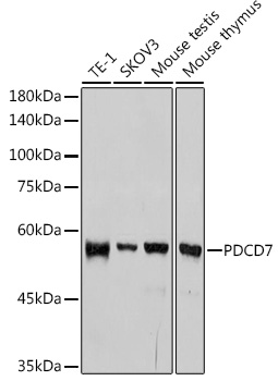 Western blot analysis of various lysates using PDCD7 Rabbit mAb at 1:1000 dilution.|Secondary antibody: HRP-conjugated Goat anti-Rabbit IgG (H+L) at 1:10000 dilution.|Lysates/proteins: 25μg per lane.|Blocking buffer: 3% nonfat dry milk in TBST.|Detection: ECL Basic Kit.|Exposure time: 10s.