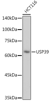 Western blot analysis of lysates from HCT116 cells, using USP39 Rabbit mAb at 1:1000 dilution.Secondary antibody: HRP-conjugated Goat anti-Rabbit IgG (H+L) at 1:10000 dilution.Lysates/proteins: 25μg per lane.Blocking buffer: 3% nonfat dry milk in TBST.Detection: ECL Basic Kit.Exposure time: 1s.