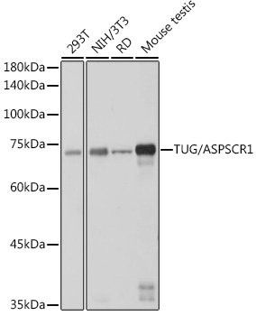 Western blot analysis of various lysates, using TUG/ASPSCR1 Rabbit mAb (A1396) at 1:1000 dilution.|Secondary antibody: HRP-conjugated Goat anti-Rabbit IgG (H+L) (AS014) at 1:10000 dilution.|Lysates/proteins: 25μg  per lane.|Blocking buffer: 3% nonfat dry milk in TBST.|Detection: ECL Basic Kit (RM00020).|Exposure time: 1s.