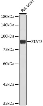 Western blot analysis of lysates from Rat brain ,using STAT3 Rabbit mAb at 1:1000 dilution.|Secondary antibody: HRP-conjugated Goat anti-Rabbit IgG (H+L) at 1:10000 dilution.|Lysates/proteins: 25μg per lane.|Blocking buffer: 3% nonfat dry milk in TBST.|Detection: ECL Basic Kit.|Exposure time: 10s.