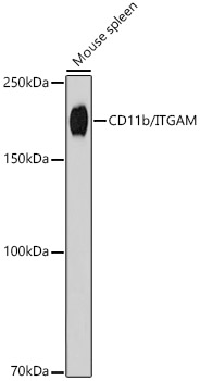 Western blot analysis of lysates from Mouse spleen, using CD11b/ITGAM Rabbit mAb at 1:1000 dilution.|Secondary antibody: HRP-conjugated Goat anti-Rabbit IgG (H+L) at 1:10000 dilution.|Lysates/proteins: 25μg per lane.|Blocking buffer: 3% nonfat dry milk in TBST.|Detection: ECL Basic Kit.|Exposure time: 180s.
