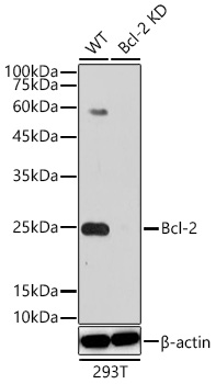 Western blot analysis of lysates from wild type (WT) and Bcl-2 knockdown (KD) 293T cells using [KD Validated] Bcl-2 Rabbit mAb (A21873) at 1:1000 dilution incubated overnight at 4℃.|Secondary antibody: HRP-conjugated Goat anti-Rabbit IgG (H+L) (AS014) at 1:10000 dilution. |Lysates/proteins: 25 μg per lane.|Blocking buffer: 3% nonfat dry milk in TBST.|Detection: ECL Basic Kit (RM00020)|Exposure time: 30s.