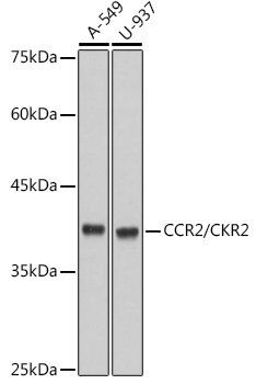 Western blot analysis of various lysates using CCR2/CKR2 Rabbit mAb at 1:1000 dilution.|Secondary antibody: HRP-conjugated Goat anti-Rabbit IgG (H+L) at 1:10000 dilution.|Lysates/proteins: 25μg per lane.|Blocking buffer: 3% nonfat dry milk in TBST.|Detection: ECL Basic Kit.|Exposure time: 3s.