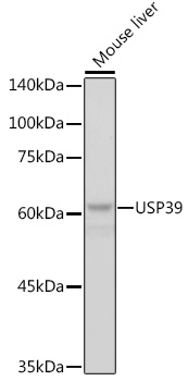 Western blot analysis of lysates from mouse liver, using USP39 Rabbit mAb (A2389) at 1:1000 dilution.|Secondary antibody: HRP-conjugated Goat anti-Rabbit IgG (H+L) (AS014) at 1:10000 dilution.|Lysates/proteins: 25μg per lane.|Blocking buffer: 3% nonfat dry milk in TBST.|Detection: ECL Basic Kit (RM00020).|Exposure time: 1s.
