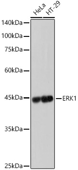 Western blot analysis of various lysates, using [KD Validated] ERK1 Rabbit mAb (A19561) at  1:1000 dilution.|Secondary antibody: HRP-conjugated Goat anti-Rabbit IgG (H+L) (AS014) at 1:10000 dilution.|Lysates/proteins: 25μg per lane.|Blocking buffer: 3% nonfat dry milk in TBST.|Detection: ECL Basic Kit (RM00020).|Exposure time: 1s.