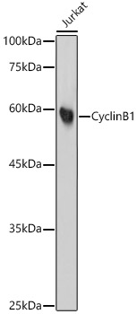 Western blot analysis of lysates from Jurkat cells, using Cyclin B1 Rabbit mAb at 1:1000 dilution.|Secondary antibody: HRP-conjugated Goat anti-Rabbit IgG (H+L) at 1:10000 dilution.|Lysates/proteins: 25μg per lane.|Blocking buffer: 3% nonfat dry milk in TBST.|Detection: ECL Basic Kit.|Exposure time: 30s.
