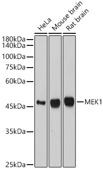 Western blot analysis of various lysates, using MEK1 Rabbit mAb at 1:1000 dilution.|Secondary antibody: HRP-conjugated Goat anti-Rabbit IgG (H+L) at 1:10000 dilution.|Lysates/proteins: 25μg per lane.|Blocking buffer: 3% nonfat dry milk in TBST.|Detection: ECL Basic Kit.|Exposure time: 180s.