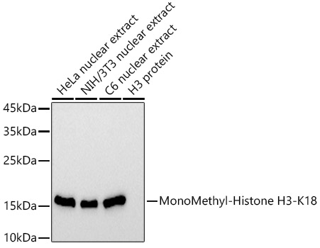 Western blot analysis of various lysates using MonoMethyl-Histone H3-K18 Rabbit mAb at 1:1000 dilution.|Secondary antibody: HRP-conjugated Goat anti-Rabbit IgG (H+L) at 1:10000 dilution.|Lysates/proteins: 25μg per lane.|Blocking buffer: 3% nonfat dry milk in TBST.|Detection: ECL Basic Kit.|Exposure time: 30s.