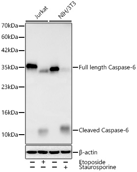 Western blot analysis of various lysates using Caspase-6 Rabbit mAbat 1:1000 dilution incubated overnight at 4℃. Jurkat cells were treated by Etoposide (25 uM) at 37℃ for 5 hours. NIH/3T3 cells were treated by staurosporine (0.5 uM) for 2 hours.|Secondary antibody: HRP-conjugated Goat anti-Rabbit IgG (H+L) at 1:10000 dilution.|Lysates/proteins: 30 μg per lane.|Blocking buffer: 3% nonfat dry milk in TBST.|Detection: ECL Basic Kit.|Exposure time: 90s.
