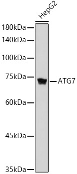 Western blot analysis of lysates from HepG2 cells, using ATG7 Rabbit mAb at  1:1000 dilution.|Secondary antibody: HRP-conjugated Goat anti-Rabbit IgG (H+L) at 1:10000 dilution.|Lysates/proteins: 25μg per lane.|Blocking buffer: 3% nonfat dry milk in TBST.|Detection: ECL Basic Kit.|Exposure time: 180s.
