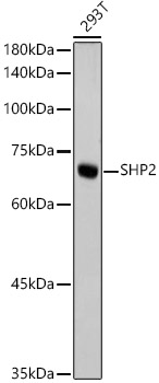Western blot analysis of lysates from 293T cells, using SHP2 Rabbit mAb at  1:1000 dilution.|Secondary antibody: HRP-conjugated Goat anti-Rabbit IgG (H+L) at 1:10000 dilution.|Lysates/proteins: 25μg per lane.|Blocking buffer: 3% nonfat dry milk in TBST.|Detection: ECL Basic Kit.|Exposure time: 10s.