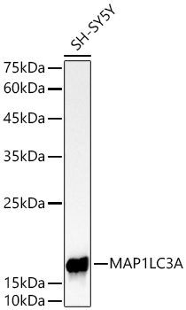 Western blot analysis of lysates from SH-SY5Y cells using MAP1LC3A Rabbit mAb at 1:1000 dilution.|Secondary antibody: HRP-conjugated Goat anti-Rabbit IgG (H+L) at 1:10000 dilution.|Lysates/proteins: 25 μg per lane.|Blocking buffer: 3% nonfat dry milk in TBST.|Detection: ECL Basic Kit.|Exposure time: 10s.