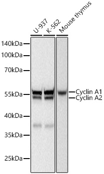 Western blot analysis of various lysates using Cyclin A1/A2 Rabbit mAb at 1:5000 dilution incubated at room temperature for 1.5 hours.|Secondary antibody: HRP-conjugated Goat anti-Rabbit IgG (H+L) at 1:10000 dilution.|Lysates/proteins: 25 μg per lane.|Blocking buffer: 3% nonfat dry milk in TBST.|Detection: ECL Basic Kit.|Exposure time: 90 s.