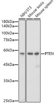 Western blot analysis of various lysates using [KO Validated] PTEN Rabbit mAb (A19104) at 1:1000 dilution.|Secondary antibody: HRP-conjugated Goat anti-Rabbit IgG (H+L) (AS014) at 1:10000 dilution.|Lysates/proteins: 25μg per lane.|Blocking buffer: 3% nonfat dry milk in TBST.|Detection: ECL Basic Kit (RM00020).|Exposure time: 1s.