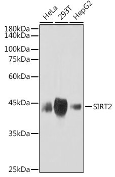 Western blot analysis of various lysates using SIRT2 Rabbit mAb at 1:1000 dilution.|Secondary antibody: HRP-conjugated Goat anti-Rabbit IgG (H+L) at 1:10000 dilution.|Lysates/proteins: 25μg per lane.|Blocking buffer: 3% nonfat dry milk in TBST.|Detection: ECL Basic Kit.|Exposure time: 180s.