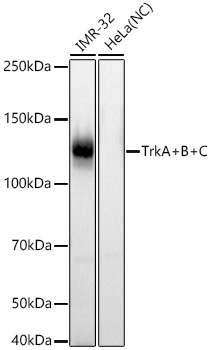 Western blot analysis of various lysates using TrkA+B+C Rabbit mAb (A2693) at 1:7000 dilution incubated overnight at 4℃.|Secondary antibody: HRP-conjugated Goat anti-Rabbit IgG (H+L) (AS014) at 1:10000 dilution.|Lysates/proteins: 25 μg per lane.|Blocking buffer: 3% nonfat dry milk in TBST.|Detection: ECL Basic Kit (RM00020).|Negative control (NC): HeLa.|Exposure time: 45 s.