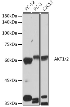 Western blot analysis of various lysates using AKT1/2 Rabbit mAb at 1:1000 dilution.|Secondary antibody: HRP-conjugated Goat anti-Rabbit IgG (H+L) at 1:10000 dilution.|Lysates/proteins: 25μg per lane.|Blocking buffer: 3% nonfat dry milk in TBST.|Detection: ECL Basic Kit.|Exposure time: 30s.