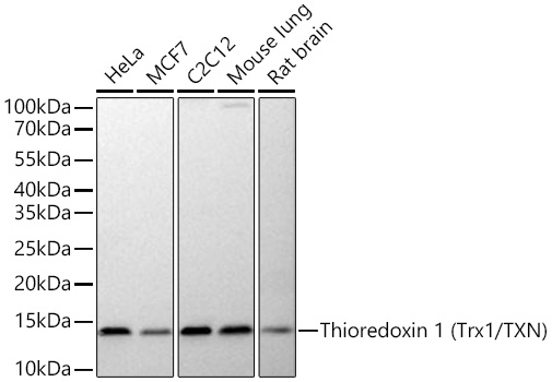 Western blot analysis of various lysates using Thioredoxin 1 (Trx1/TXN) Rabbit mAb (A4024) at 1:10000 dilution incubated at room temperature for 1.5 hours.|Secondary antibody: HRP-conjugated Goat anti-Rabbit IgG (H+L) (AS014) at 1:10000 dilution.|Lysates/proteins: 25 μg per lane.|Blocking buffer: 3% nonfat dry milk in TBST.|Detection: ECL Basic Kit (RM00020).|Exposure time: 90 s.