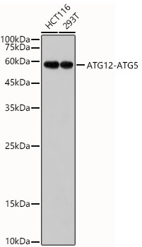 Western blot analysis of various lysates, using ATG12 Rabbit mAb at  1:1000 dilution.|Secondary antibody: HRP-conjugated Goat anti-Rabbit IgG (H+L) at 1:10000 dilution.|Lysates/proteins: 25μg per lane.|Blocking buffer: 3% nonfat dry milk in TBST.|Detection: ECL Basic Kit.|Exposure time: 180s.