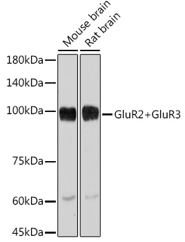 Western blot analysis of various lysates using GluR2+GluR3 Rabbit mAb at 1:1000 dilution.|Secondary antibody: HRP-conjugated Goat anti-Rabbit IgG (H+L) at 1:10000 dilution.|Lysates/proteins: 25μg per lane.|Blocking buffer: 3% nonfat dry milk in TBST.|Detection: ECL Basic Kit.|Exposure time: 10s.