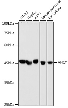Western blot analysis of various lysates using AHCY Rabbit mAb at 1:1000 dilution.|Secondary antibody: HRP-conjugated Goat anti-Rabbit IgG (H+L) at 1:10000 dilution.|Lysates/proteins: 25μg per lane.|Blocking buffer: 3% nonfat dry milk in TBST.|Detection: ECL Basic Kit.|Exposure time: 30s.