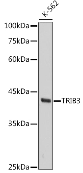 Western blot analysis of lysates from K-562 cells, using TRIB3 Rabbit mAb (A3523) at 1:1000 dilution.|Secondary antibody: HRP-conjugated Goat anti-Rabbit IgG (H+L) (AS014) at 1:10000 dilution.|Lysates/proteins: 25μg per lane.|Blocking buffer: 3% nonfat dry milk in TBST.|Detection: ECL Basic Kit (RM00020).|Exposure time: 10s.