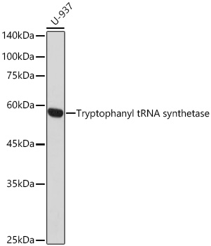 Western blot analysis of lysates from U-937 cells using Tryptophanyl-tRNA synthetase 1 Rabbit mAb at 1:1000 dilution incubated overnight at 4℃.|Secondary antibody: HRP-conjugated Goat anti-Rabbit IgG (H+L) at 1:10000 dilution.|Lysates/proteins: 25 μg per lane.|Blocking buffer: 3% nonfat dry milk in TBST.|Detection: ECL Basic Kit.|Exposure time: 30s.