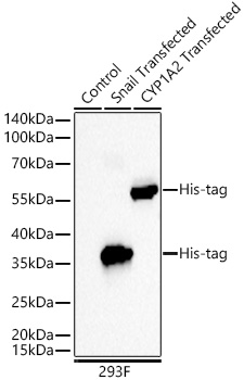 Western blot analysis of lysates from wild type (WT)293F cells, 293F cells transfected with Snail-His-tag and 293F cells transfected with CYP1A2-His-tag using Rabbit anti His-tag mAb at 1:11000 dilution incubated overnight at 4℃.|Secondary antibody: HRP-conjugated Goat anti-Rabbit IgG (H+L) at 1:10000 dilution.|Lysates/proteins: 20 μg per lane.|Blocking buffer: 3% nonfat dry milk in TBST.|Detection: ECL Basic Kit|.Exposure time: 10 s.