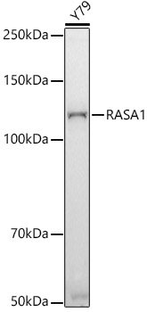 Western blot analysis of lysates from Y79 cells using RASA1 Rabbit mAb at 1:500 dilution incubated overnight at 4°C.|Secondary antibody: HRP-conjugated Goat anti-Rabbit IgG (H+L) at 1:10000 dilution.|Lysates/proteins: 25μg per lane.|Blocking buffer: 3% nonfat dry milk in TBST.|Detection: ECL Basic Kit.|Exposure time: 90s.