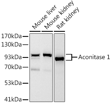 Western blot analysis of various lysates using Aconitase 1 Rabbit mAb at 1:1000 dilution.|Secondary antibody: HRP-conjugated Goat anti-Rabbit IgG (H+L) at 1:10000 dilution.|Lysates/proteins: 25μg per lane.|Blocking buffer: 3% nonfat dry milk in TBST.|Detection: ECL Basic Kit.|Exposure time: 30s.