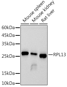 Western blot analysis of various lysates using  at 1:1000 dilution.|Secondary antibody: HRP-conjugated Goat anti-Rabbit IgG (H+L) at 1:10000 dilution.|Lysates/proteins: 25μg per lane.|Blocking buffer: 3% nonfat dry milk in TBST.|Detection: ECL Basic Kit.|Exposure time: 30s.