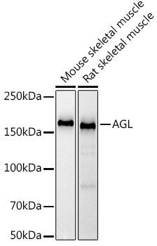 Western blot analysis of various lysates using  at 1:1000 dilution.|Secondary antibody: HRP-conjugated Goat anti-Rabbit IgG (H+L) at 1:10000 dilution.|Lysates/proteins: 25μg per lane.|Blocking buffer: 3% nonfat dry milk in TBST.|Detection: ECL Basic Kit.|Exposure time: 30s.
