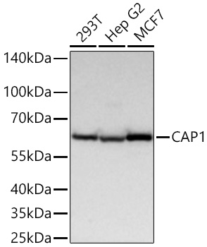 Western blot analysis of various lysates using CAP1 Rabbit mAb at 1:1000 dilution incubated overnight at 4℃.|Secondary antibody: HRP-conjugated Goat anti-Rabbit IgG (H+L) at 1:10000 dilution.|Lysates/proteins: 25 μg per lane.|Blocking buffer: 3% nonfat dry milk in TBST.|Detection: ECL Basic Kit.|Exposure time: 10 s.