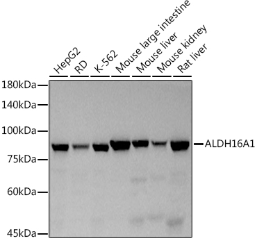 Western blot analysis of various lysates using ALDH16A1 Rabbit mAb at 1:500 dilution.|Secondary antibody: HRP-conjugated Goat anti-Rabbit IgG (H+L) at 1:10000 dilution.|Lysates/proteins: 25 μg per lane.|Blocking buffer: 3% nonfat dry milk in TBST.|Detection: ECL Basic Kit.|Exposure time: 3 s.