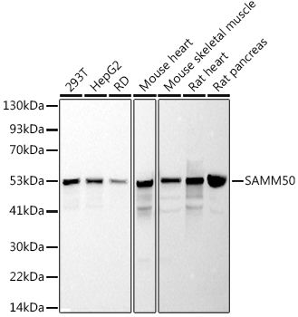Western blot analysis of various lysates using  at 1:1000 dilution.|Secondary antibody: HRP-conjugated Goat anti-Rabbit IgG (H+L) at 1:10000 dilution.|Lysates/proteins: 25μg per lane.|Blocking buffer: 3% nonfat dry milk in TBST.|Detection: ECL Basic Kit.|Exposure time: 90s.
